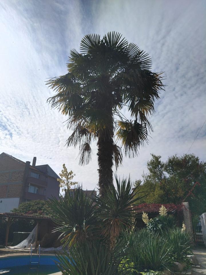 Ravda , Bulgarien Voll ausgestattetes Hotel im Zentrum, nur 300 Meter vom Hauptstrand entfernt! – Bild 8