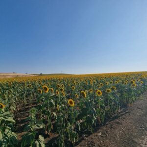 Baugrundstück mit Meerblick in der Nähe von Tankovo Bulgarien