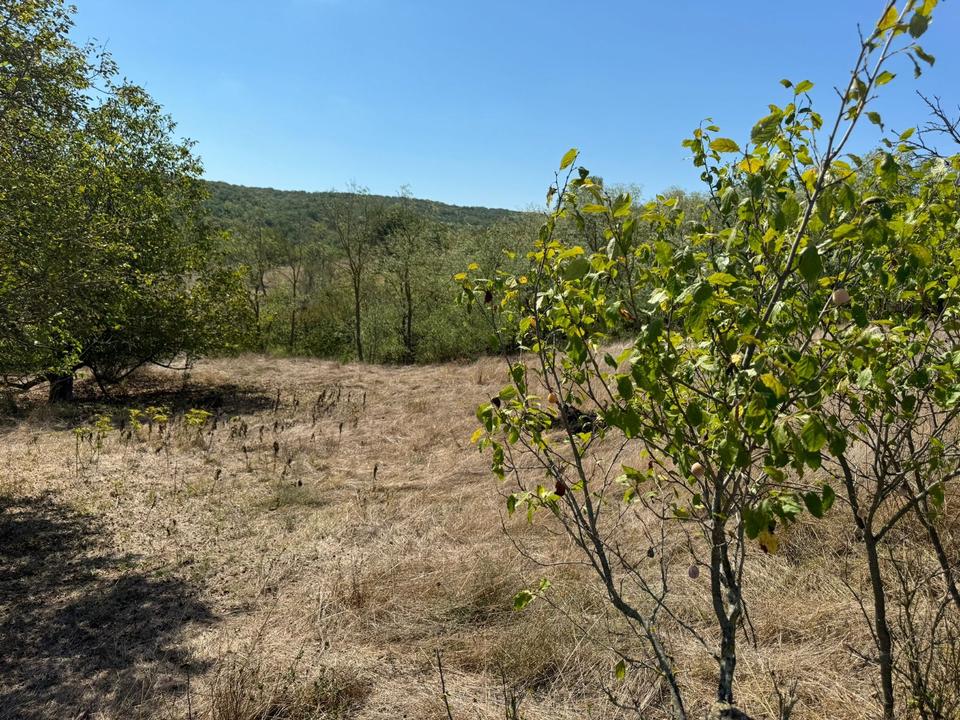 Großes Grundstück mit einem Abrisshaus in Sredets Bulgarien – Bild 8