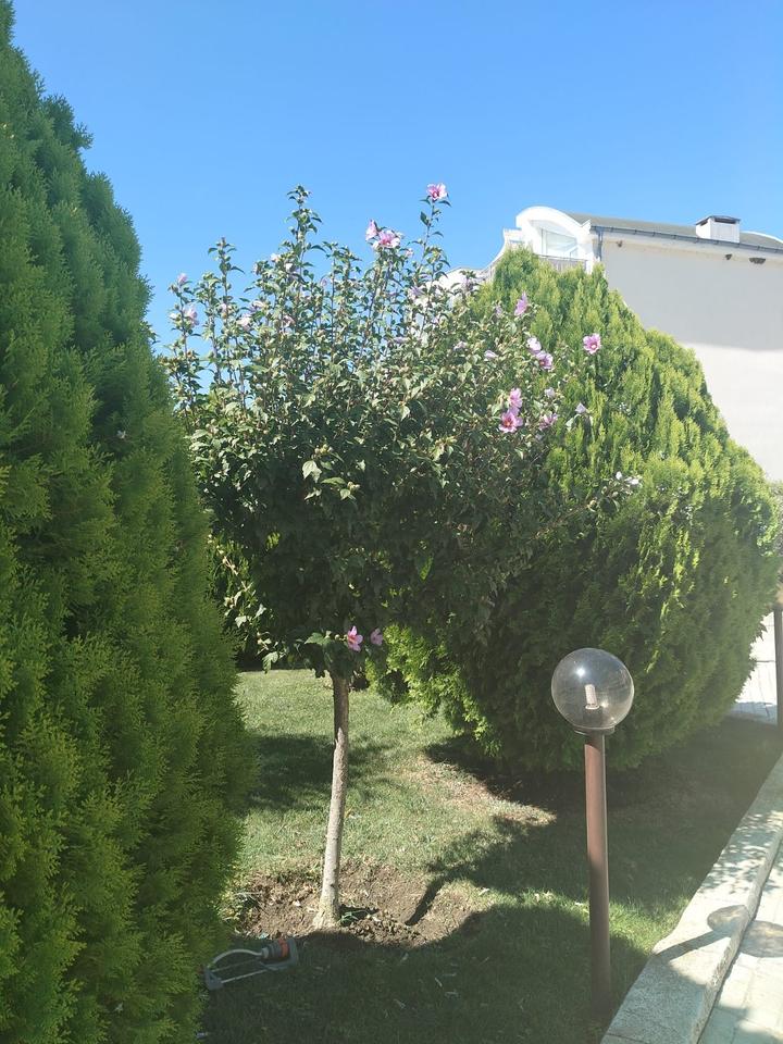 Kosharitsa Bulgarien 2 Zimmer Wohnung Sunset Resort – Bild 11